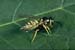 Eastern Yellow Jacket